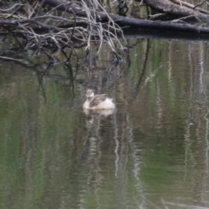 Poliocephalus poliocephalus at Greenway, ACT - 13 Oct 2023