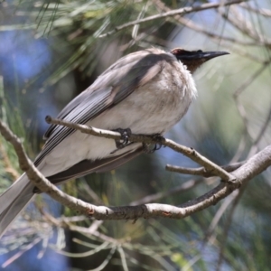 Philemon corniculatus at Greenway, ACT - 13 Oct 2023