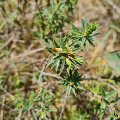 Melichrus urceolatus (Urn Heath) at Mount Mugga Mugga - 12 Oct 2023 by WalkYonder