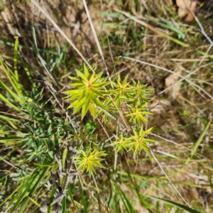 Melichrus urceolatus at O'Malley, ACT - 12 Oct 2023 02:34 PM