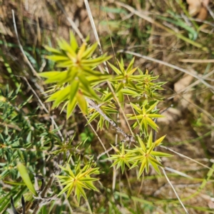 Melichrus urceolatus at O'Malley, ACT - 12 Oct 2023