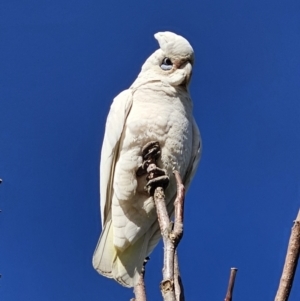 Cacatua sanguinea at Captains Flat, NSW - 13 Oct 2023