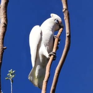 Cacatua sanguinea at Captains Flat, NSW - 13 Oct 2023