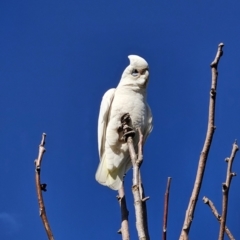 Cacatua sanguinea at Captains Flat, NSW - 13 Oct 2023