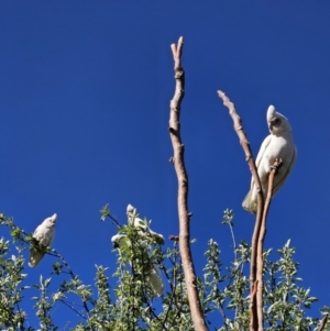 Cacatua sanguinea at Captains Flat, NSW - 13 Oct 2023