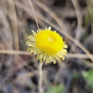 Coronidium scorpioides at Captains Flat, NSW - 13 Oct 2023