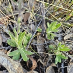 Coronidium scorpioides at Captains Flat, NSW - 13 Oct 2023