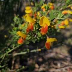 Cytisus scoparius subsp. scoparius (Scotch Broom, Broom, English Broom) at Captains Flat, NSW - 13 Oct 2023 by Csteele4