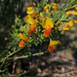 Cytisus scoparius subsp. scoparius at Captains Flat, NSW - 13 Oct 2023