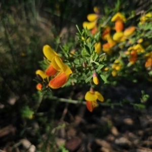 Cytisus scoparius subsp. scoparius at Captains Flat, NSW - 13 Oct 2023