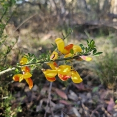 Cytisus scoparius subsp. scoparius at Captains Flat, NSW - 13 Oct 2023
