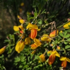 Cytisus scoparius subsp. scoparius at Captains Flat, NSW - 13 Oct 2023 05:47 PM