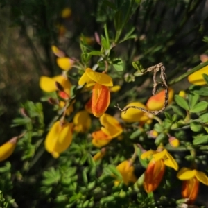 Cytisus scoparius subsp. scoparius at Captains Flat, NSW - 13 Oct 2023