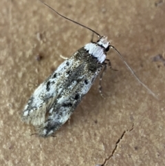 Endrosis sarcitrella (White-shouldered House Moth) at QPRC LGA - 13 Oct 2023 by SteveBorkowskis