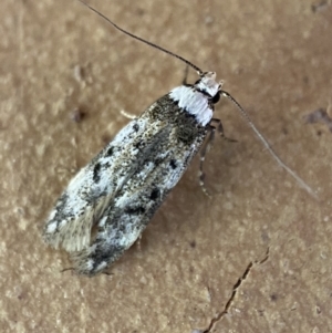 Endrosis sarcitrella at Jerrabomberra, NSW - 13 Oct 2023