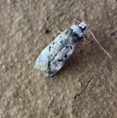 Endrosis sarcitrella at Jerrabomberra, NSW - 13 Oct 2023