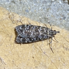 Scoparia syntaracta (A Pyralid moth) at QPRC LGA - 13 Oct 2023 by SteveBorkowskis