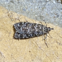 Scoparia syntaracta (A Pyralid moth) at Jerrabomberra, NSW - 13 Oct 2023 by SteveBorkowskis