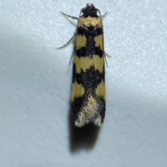 Cirromitra tetratherma (A Concealer moth) at QPRC LGA - 13 Oct 2023 by SteveBorkowskis
