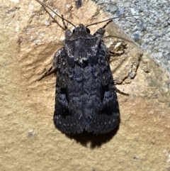 Thoracolopha verecunda (A Noctuid moth (Acronictinae)) at Jerrabomberra, NSW - 13 Oct 2023 by SteveBorkowskis