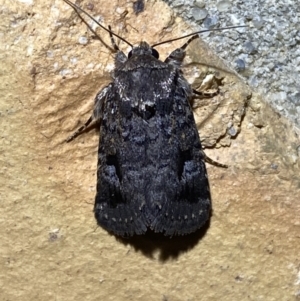 Thoracolopha verecunda at Jerrabomberra, NSW - 13 Oct 2023