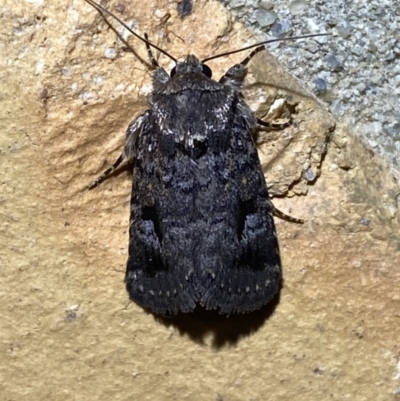 Thoracolopha verecunda (A Noctuid moth (Acronictinae)) at Jerrabomberra, NSW - 13 Oct 2023 by SteveBorkowskis