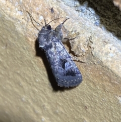 Thoracolopha verecunda at Jerrabomberra, NSW - 13 Oct 2023