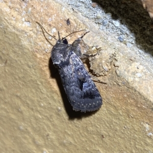 Thoracolopha verecunda at Jerrabomberra, NSW - 13 Oct 2023