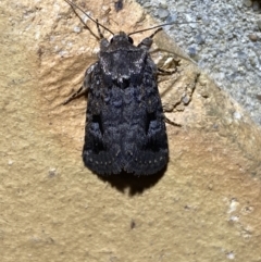 Thoracolopha verecunda at Jerrabomberra, NSW - 13 Oct 2023