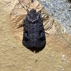 Thoracolopha verecunda at Jerrabomberra, NSW - 13 Oct 2023