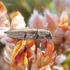 Melobasis propinqua (Propinqua jewel beetle) at Endeavour Reserve (Bombala) - 11 Oct 2023 by Harrisi