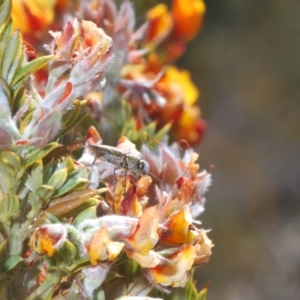 Melobasis propinqua at Bombala, NSW - 11 Oct 2023