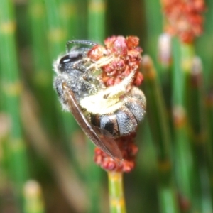 Lasioglossum (Chilalictus) sp. (genus & subgenus) at Bombala, NSW - 11 Oct 2023