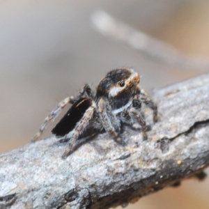 Maratus proszynskii at Bombala, NSW - 11 Oct 2023 12:56 PM