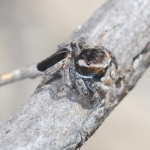 Maratus proszynskii at Bombala, NSW - 11 Oct 2023 12:56 PM