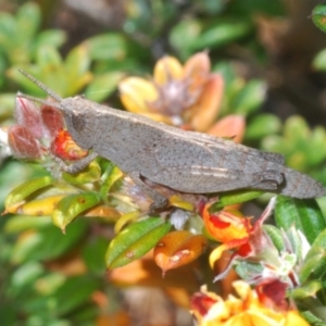 Goniaea opomaloides at Bombala, NSW - 11 Oct 2023