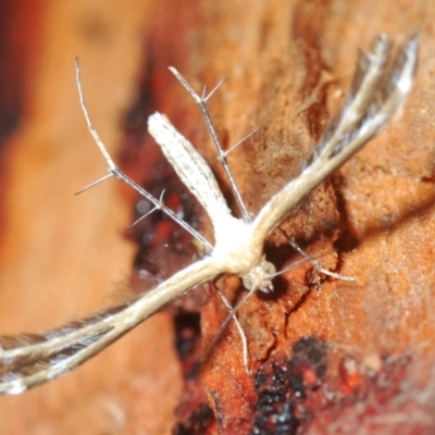 Stangeia xerodes (A plume moth) at Bombala, NSW - 11 Oct 2023 by Harrisi