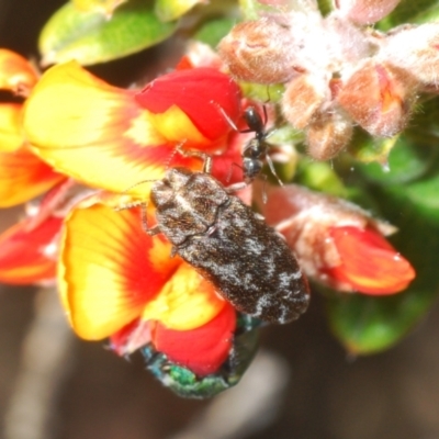 Ethonion reichei (A jewel beetle) at Endeavour Reserve (Bombala) - 11 Oct 2023 by Harrisi