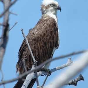 Pandion haliaetus at Point Lookout, QLD - suppressed