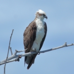 Pandion haliaetus at Point Lookout, QLD - suppressed