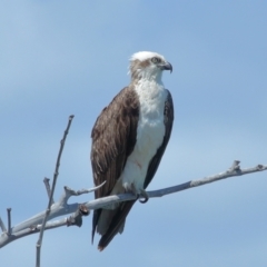 Pandion haliaetus at Point Lookout, QLD - suppressed