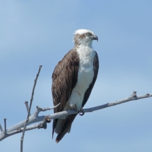 Pandion haliaetus at Point Lookout, QLD - 11 Oct 2023