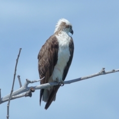 Pandion haliaetus at Point Lookout, QLD - suppressed