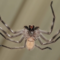 Holconia immanis (Grey Huntsman) at Wellington Point, QLD - 13 Oct 2023 by TimL