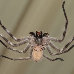 Holconia immanis at Wellington Point, QLD - suppressed