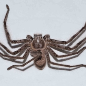 Holconia immanis at Wellington Point, QLD - suppressed