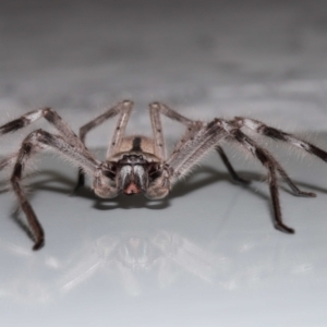 Holconia immanis at Wellington Point, QLD - 13 Oct 2023