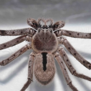 Holconia immanis at Wellington Point, QLD - suppressed