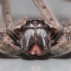 Holconia immanis at Wellington Point, QLD - suppressed