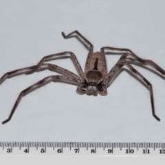 Holconia immanis at Wellington Point, QLD - suppressed